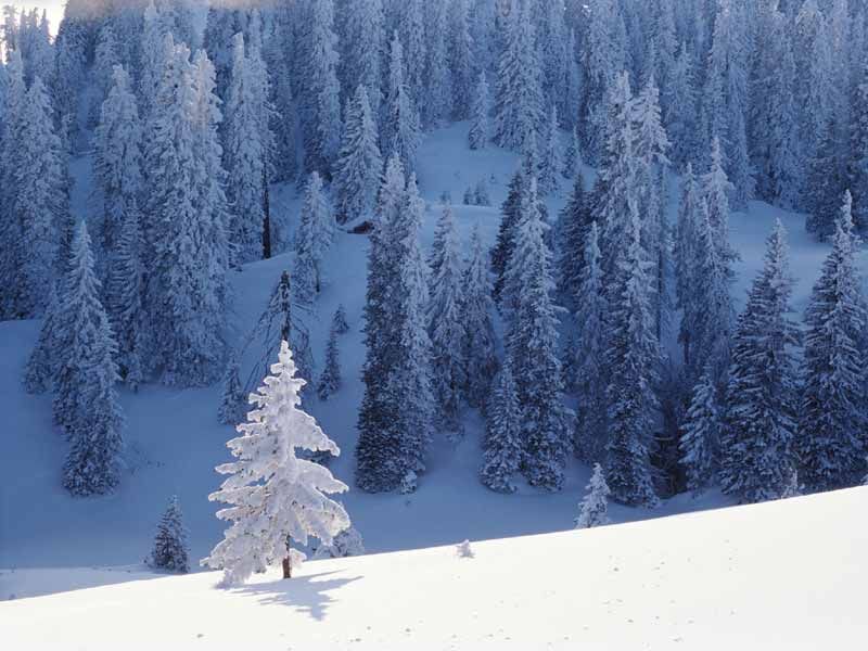 Snow Trees