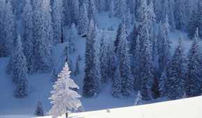 Snow Trees
