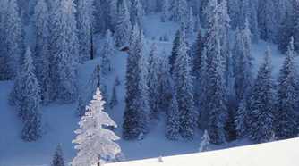 Snow Trees