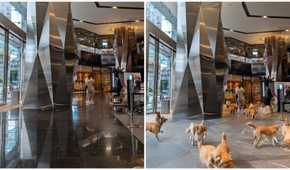Using "Reimagine" to add a bunch of dogs playing inside an office lobby