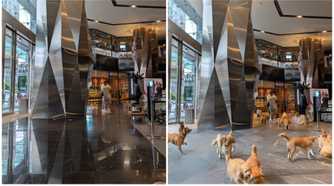Using "Reimagine" to add a bunch of dogs playing inside an office lobby