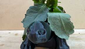Turtle Planter