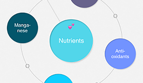 Mindly mind mapping app