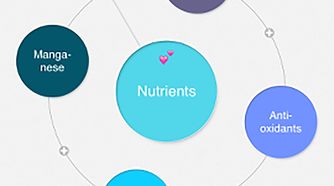 Mindly mind mapping app