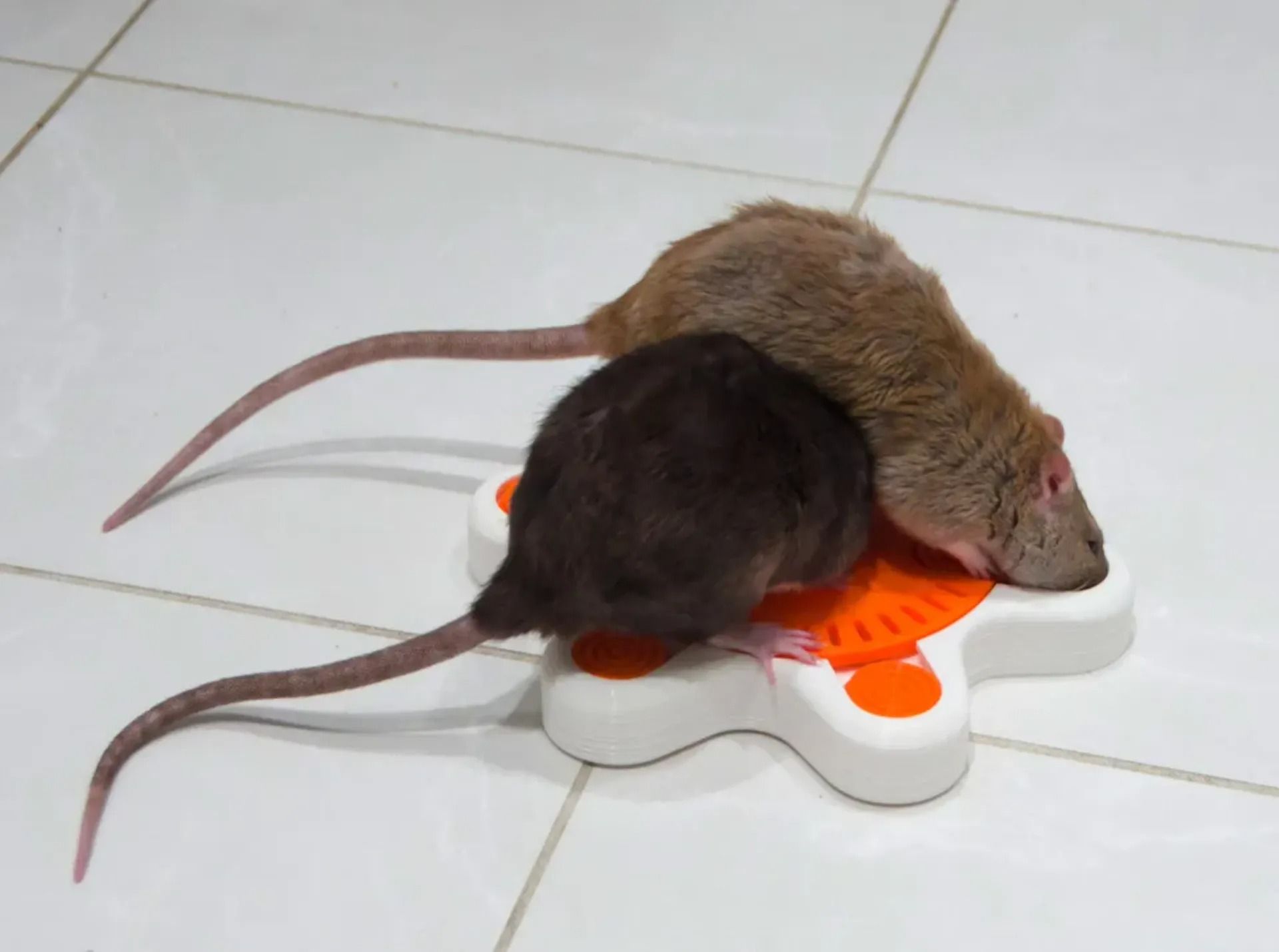 3D-printed-start-toy-4