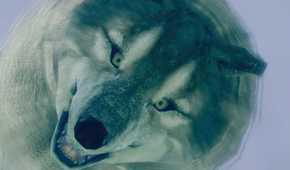 Dark Souls Great Grey Wolf Sif Staring