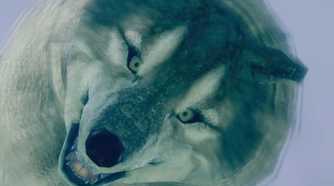 Dark Souls Great Grey Wolf Sif Staring