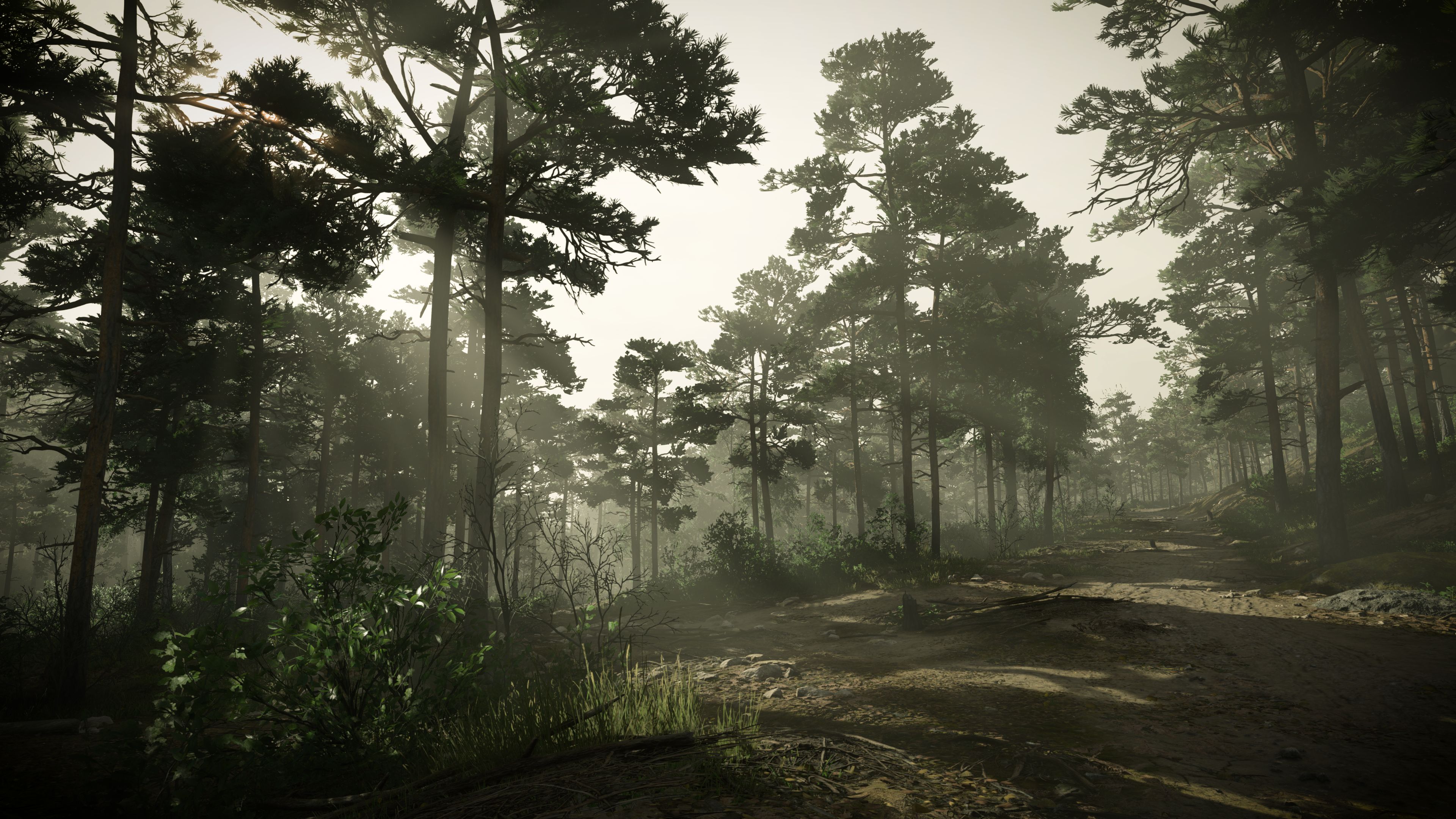 KC_II forest foggy