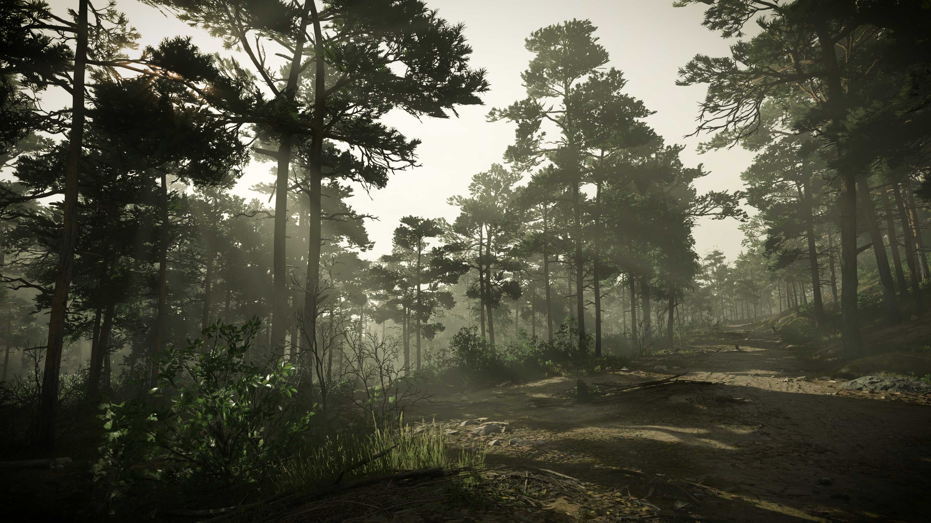 KC_II forest foggy