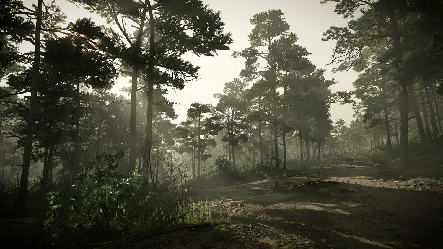 KC_II forest foggy