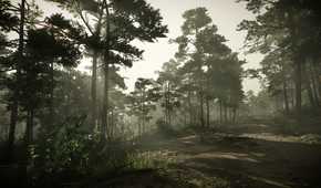 KC_II forest foggy