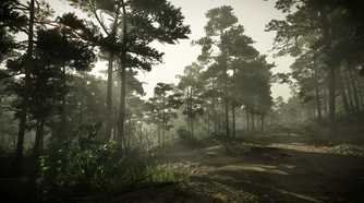 KC_II forest foggy