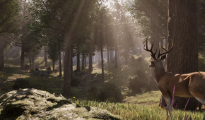 A deer overlooking a sunny forest.