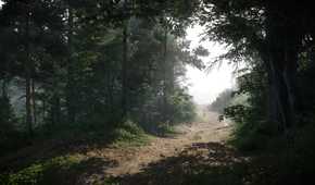 KC_II road in forest