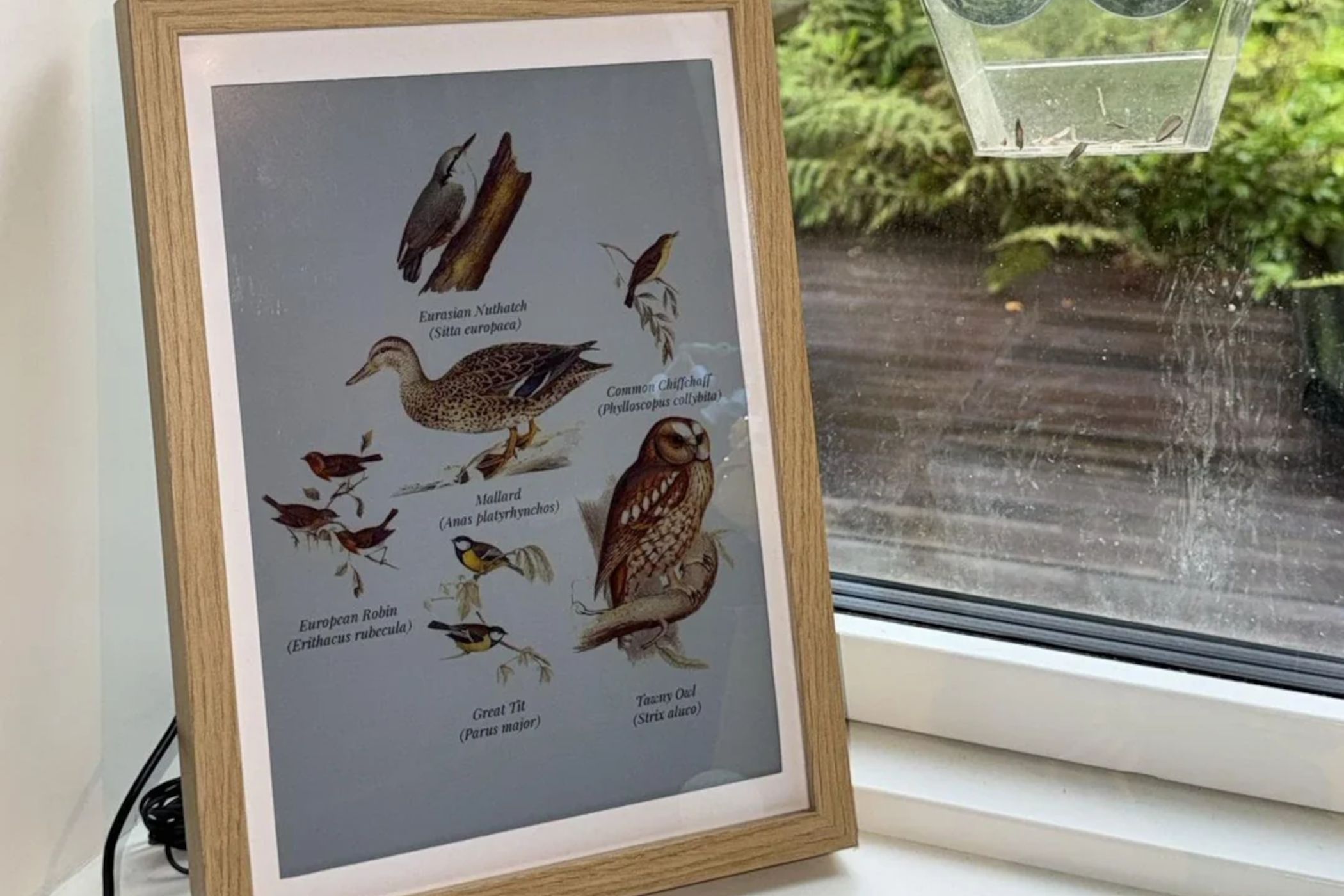 Raspberry Pi 5 e-ink project draws birds it hears