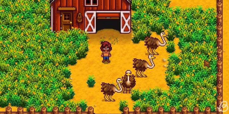stardew-valley-ostriches-on-farm-cropped.jpg
