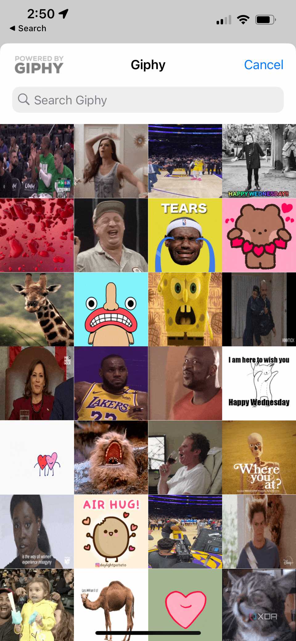 searching in giphy