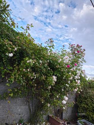 Asus-Zenfone10-photo-sample (13)