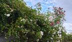 Asus-Zenfone10-photo-sample (13)