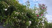 Asus-Zenfone10-photo-sample (13)