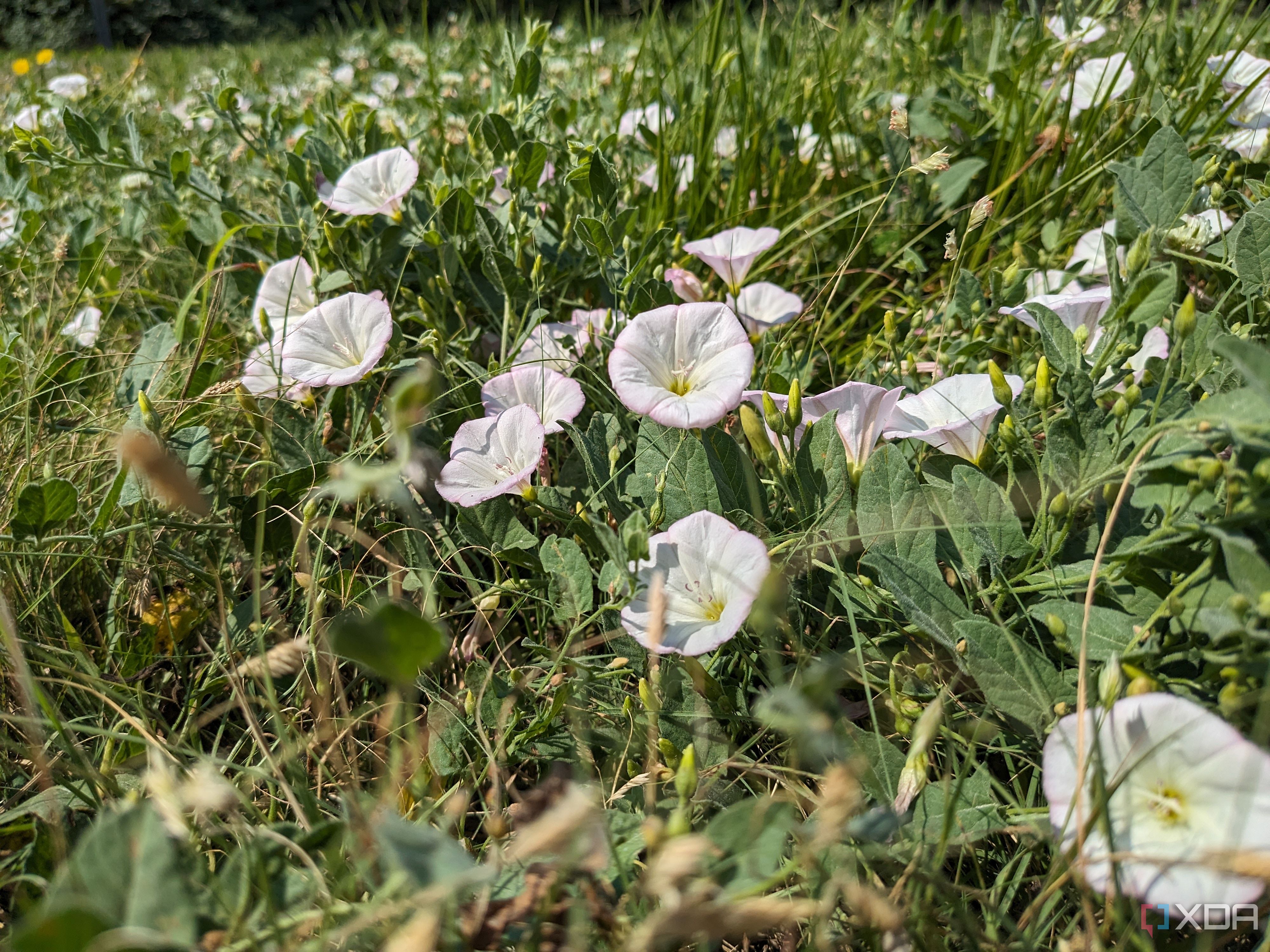 Google-Pixel-Fold-Photo-Sample (39)