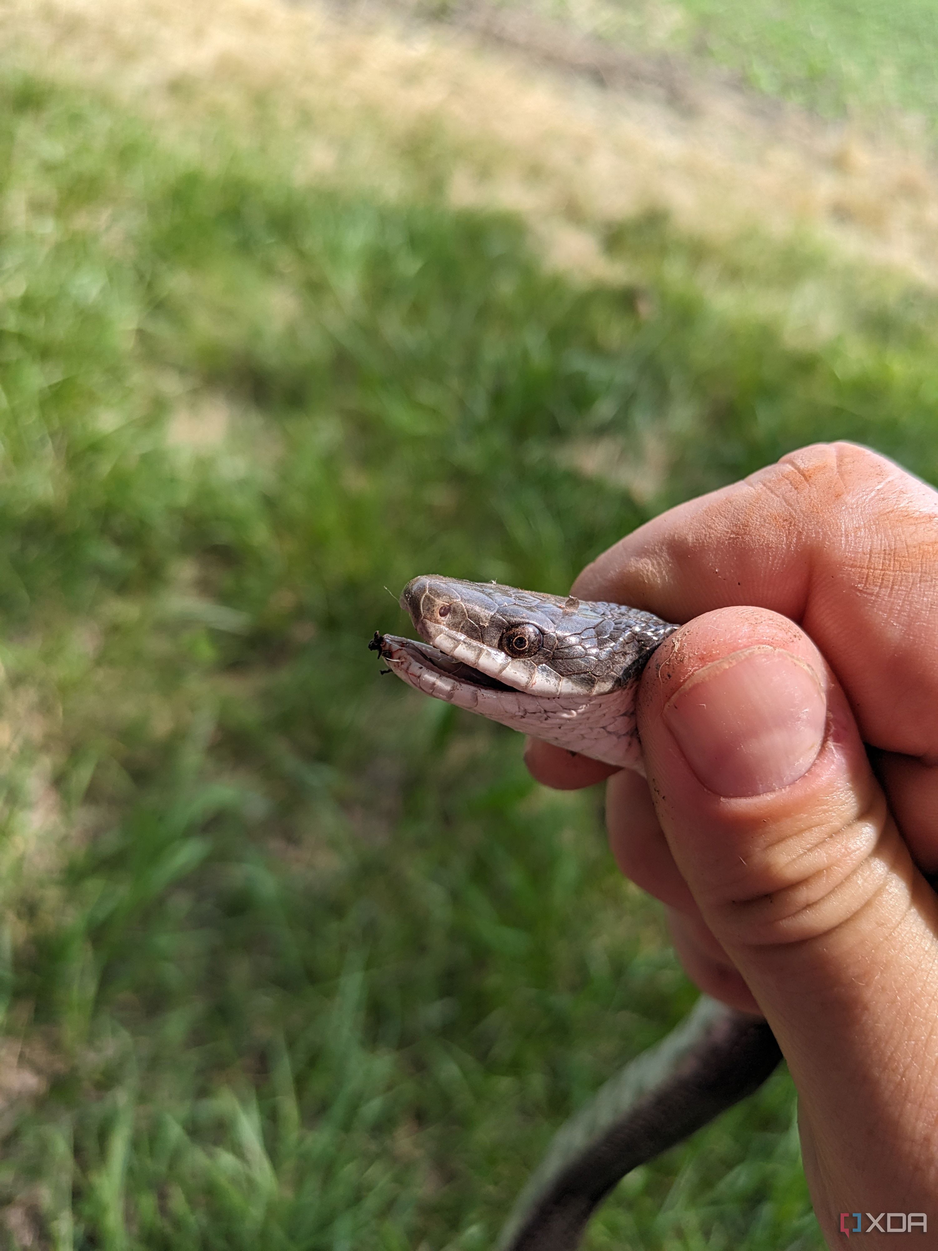 Google Pixel Fold Photo Sample a 1x zoom