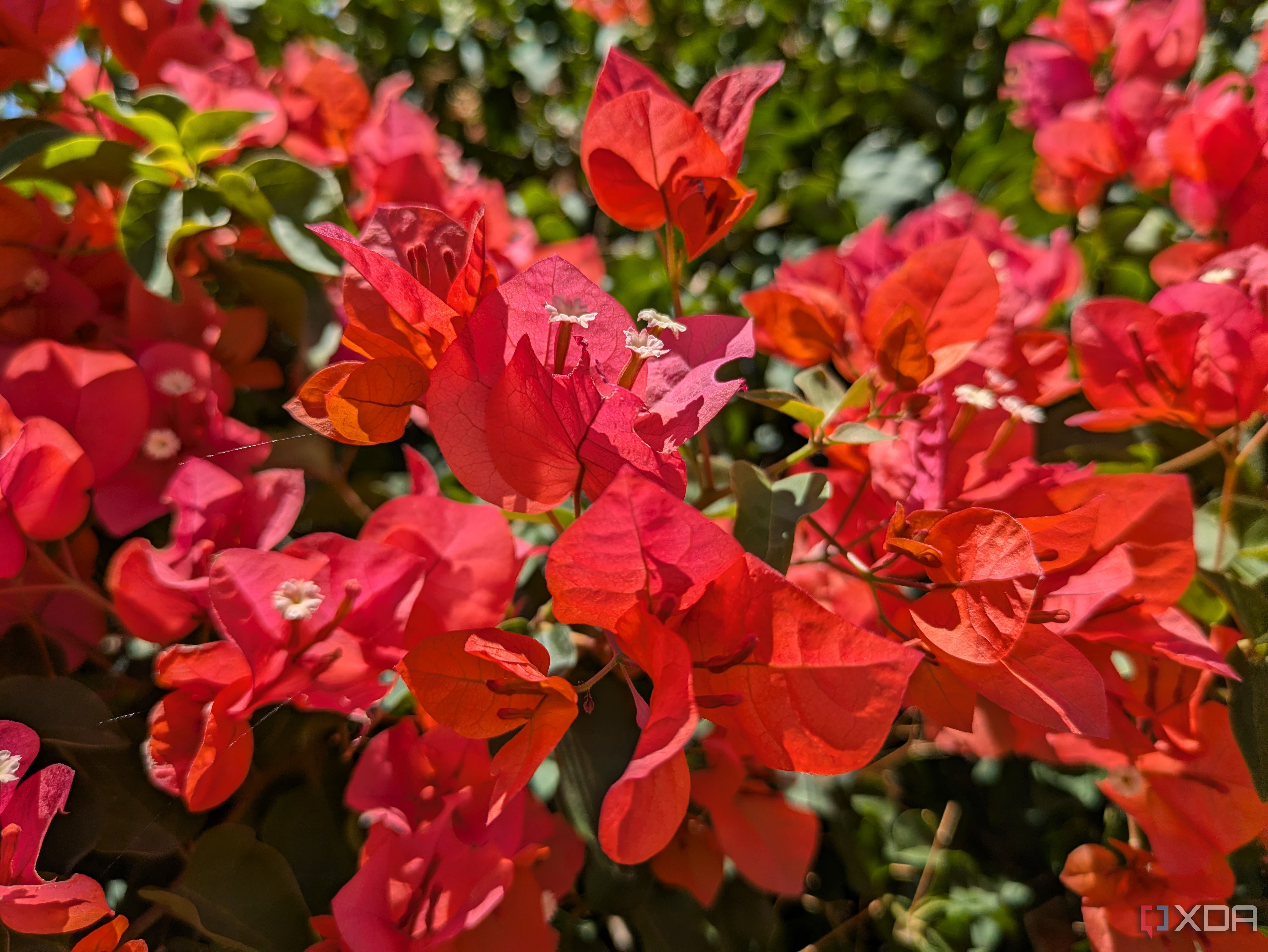 Pixel-8a-Camera-Sample-1
