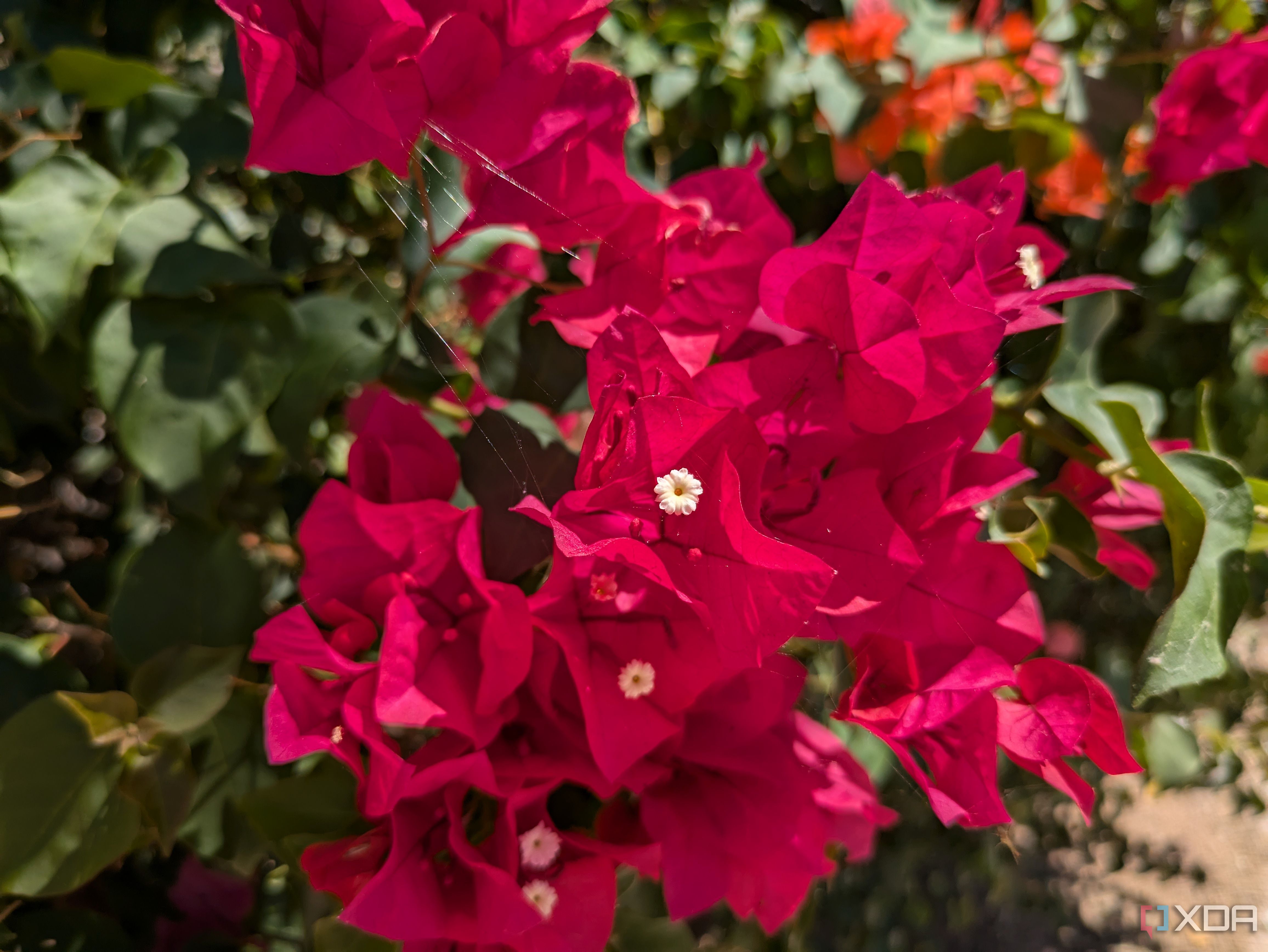 Pixel-8a-Camera-Sample-4