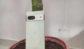A Pixel 7 phone shown upright near a plant