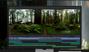 Final Cut Pro video software with video of a forest on the timeline