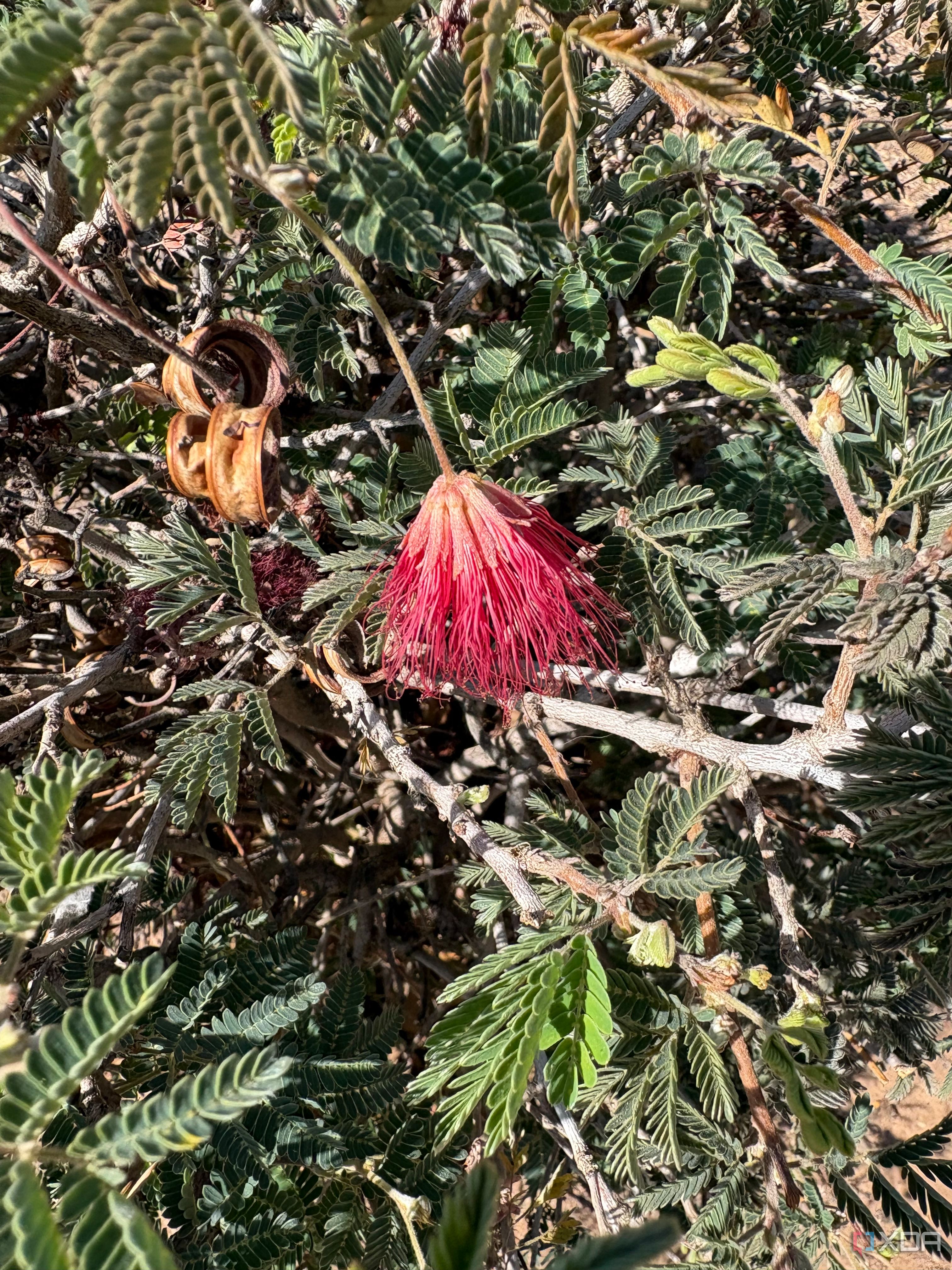 iPhone-16-Camera-Samples-134