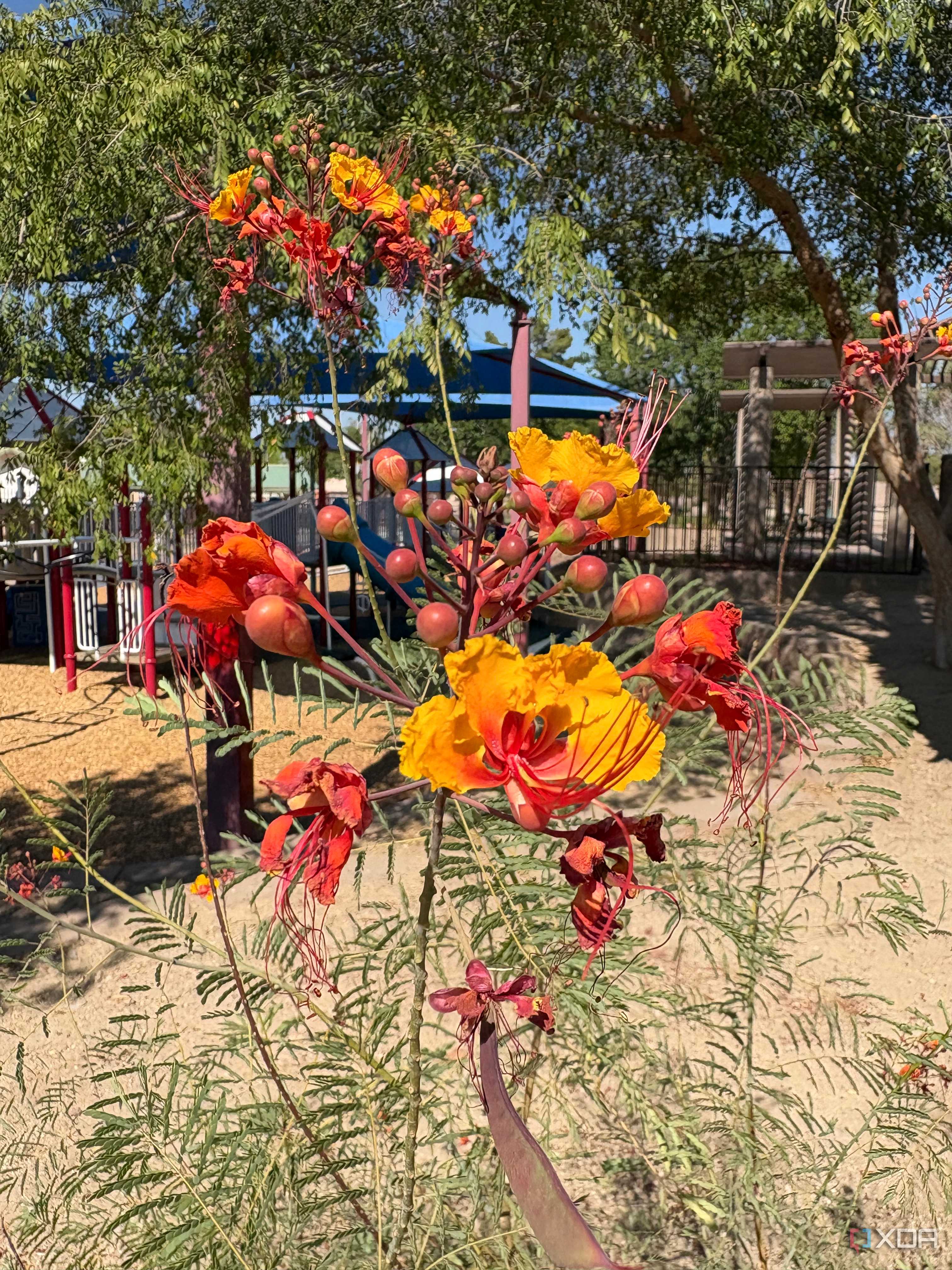 iPhone-16-Camera-Samples-67