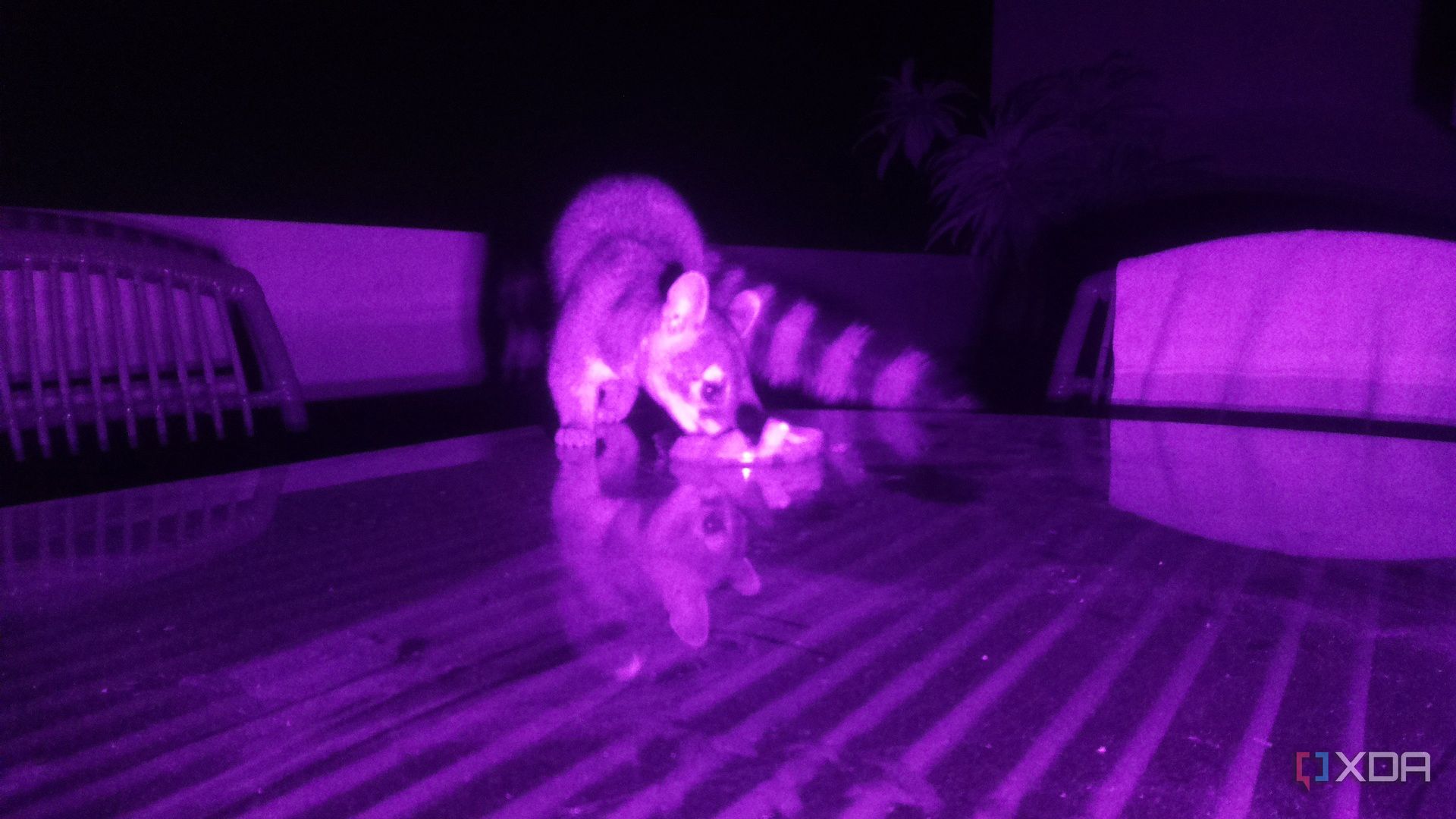 Ringtail on table eating watermelon at night
