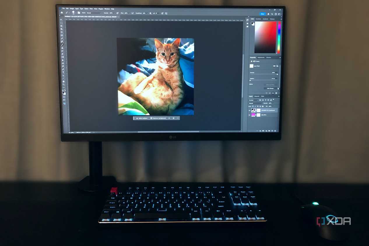 Editing photos on ginger cat in Photoshop on desktop PC