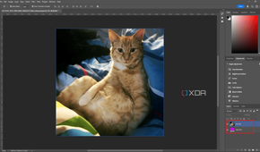 Two layers in Photoshop, ginger cat top layer, solid magenta Color Fill layer at bottom