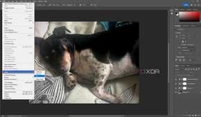 Purging All memory in Photoshop, image of dog in editing window