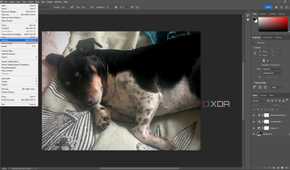 Selecting the default save location in Photoshop, image of dog in editing window