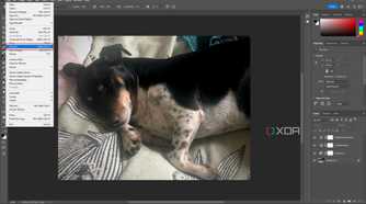 Selecting the default save location in Photoshop, image of dog in editing window