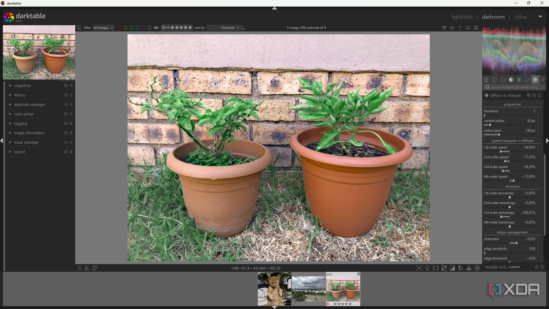 Denoise and Sharpen in Darktable, image of potplants