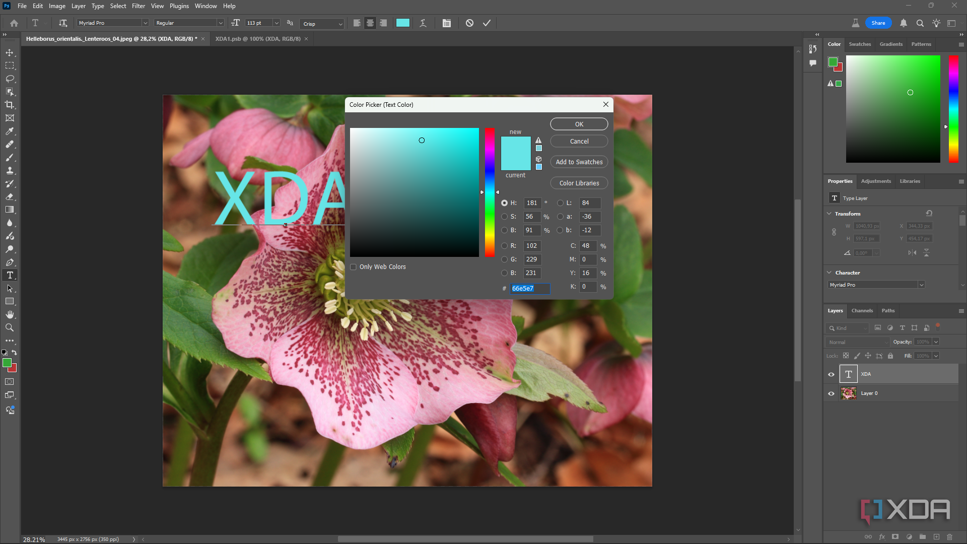 Changing text color in Photoshop, pink flower in editing window