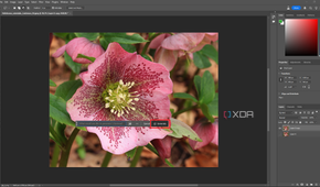 Selecting Generative Fill in Photoshop, pink flower in editing window