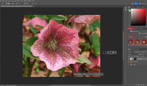 Viewing Generative Fill results in Photoshop, pink flower in editing window