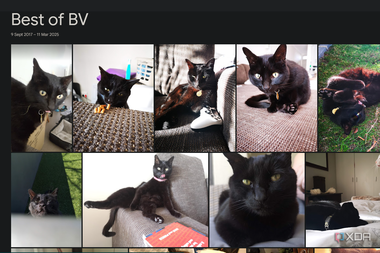 a google photos album showing cat pictures