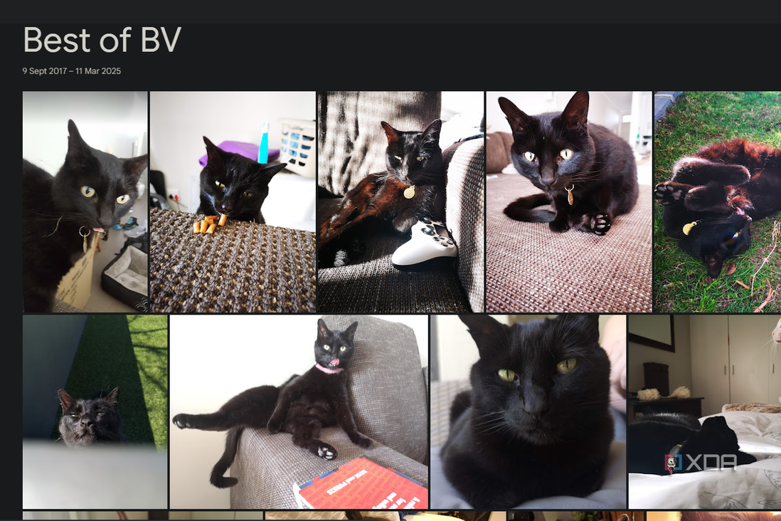 a google photos album showing cat pictures