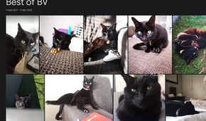 a google photos album showing cat pictures