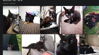 a google photos album showing cat pictures