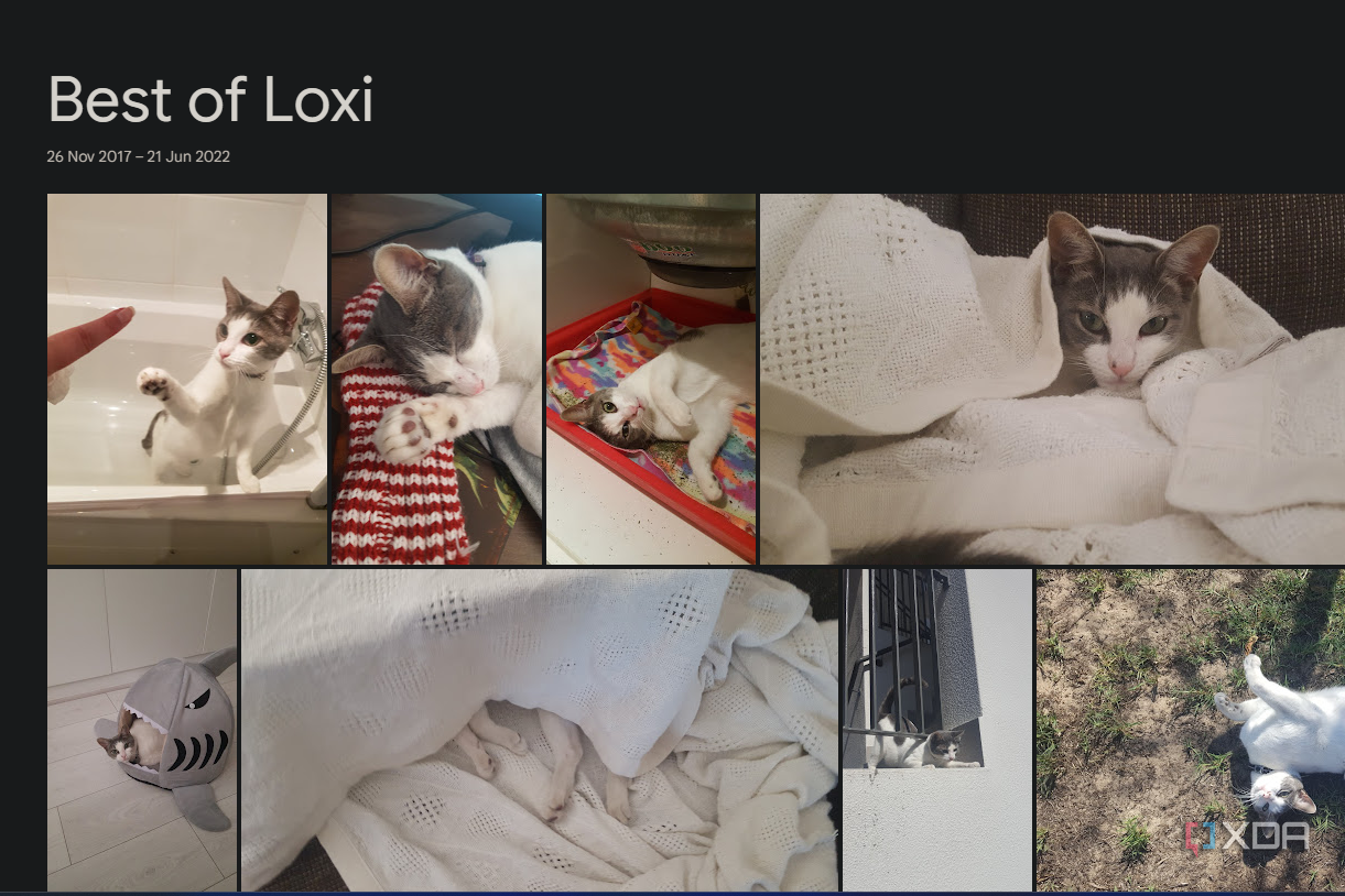 a google photos album with a cat named loxi
