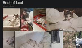 a google photos album with a cat named loxi