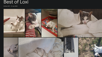 a google photos album with a cat named loxi