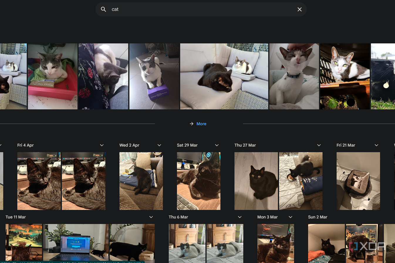 using the search term cat in google photos